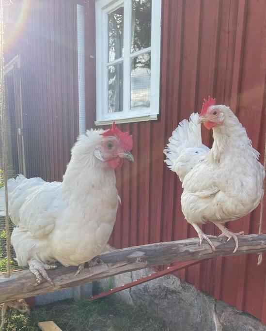 Gamla Ersgarden I Ersmark Umeå Exteriér fotografie